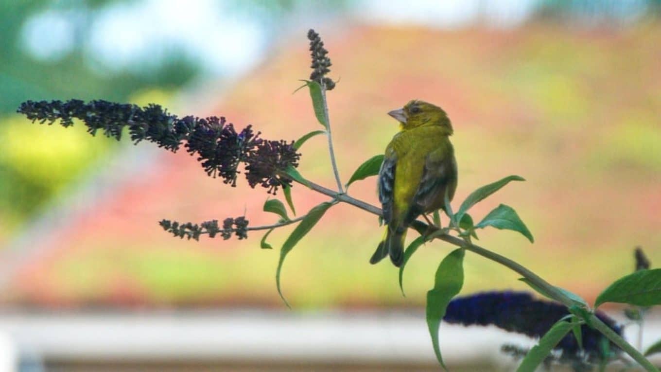 Un edificio rebosante de vida
