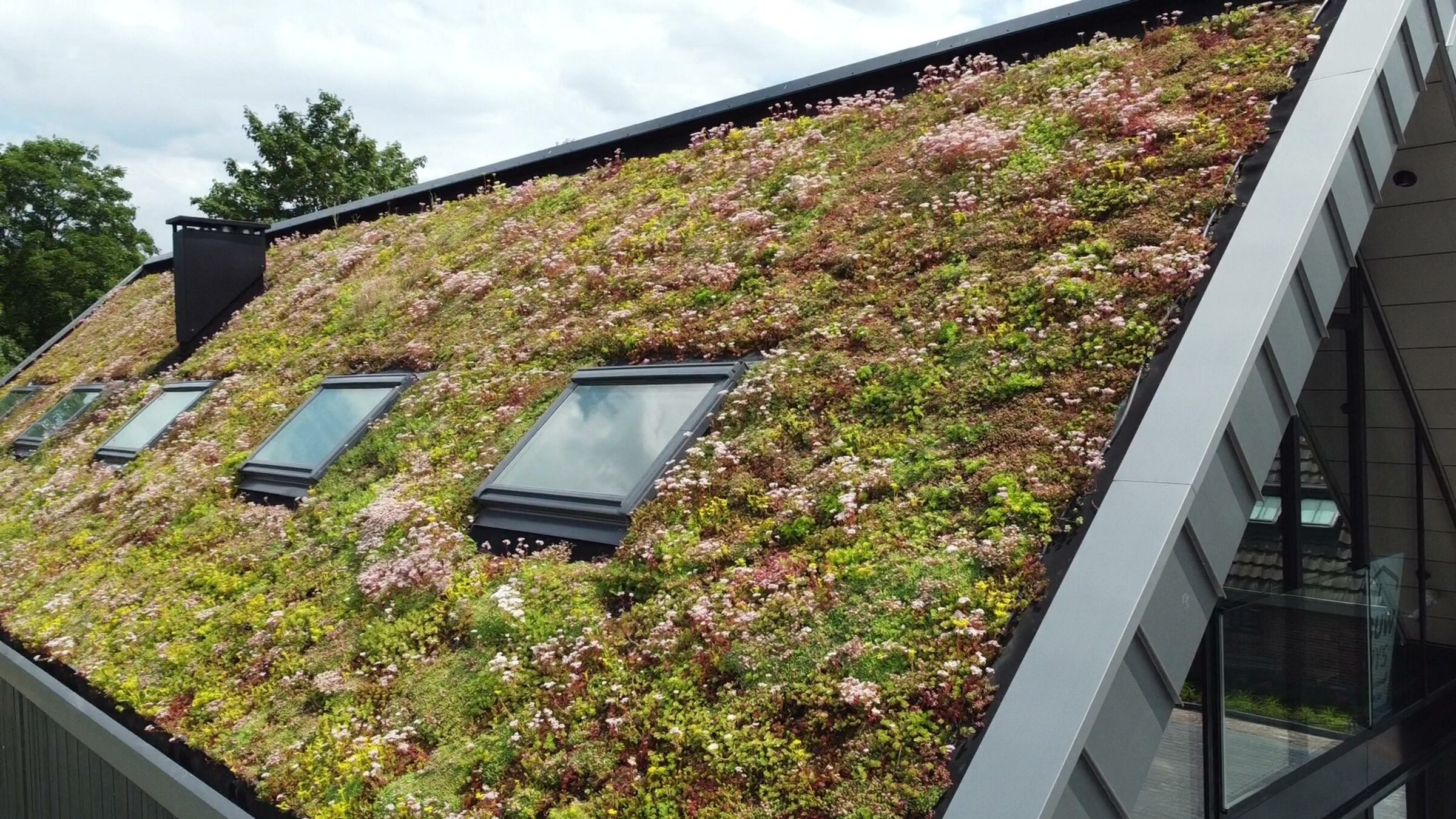 sempergreen aspecto técnico de la renovación ecológica