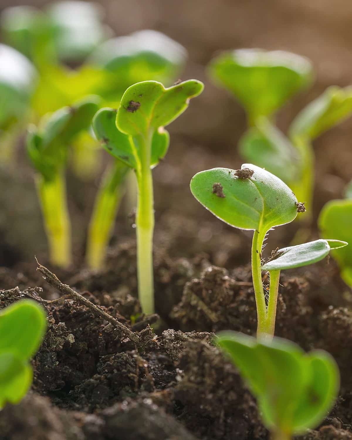 Sempergreen brandmovie