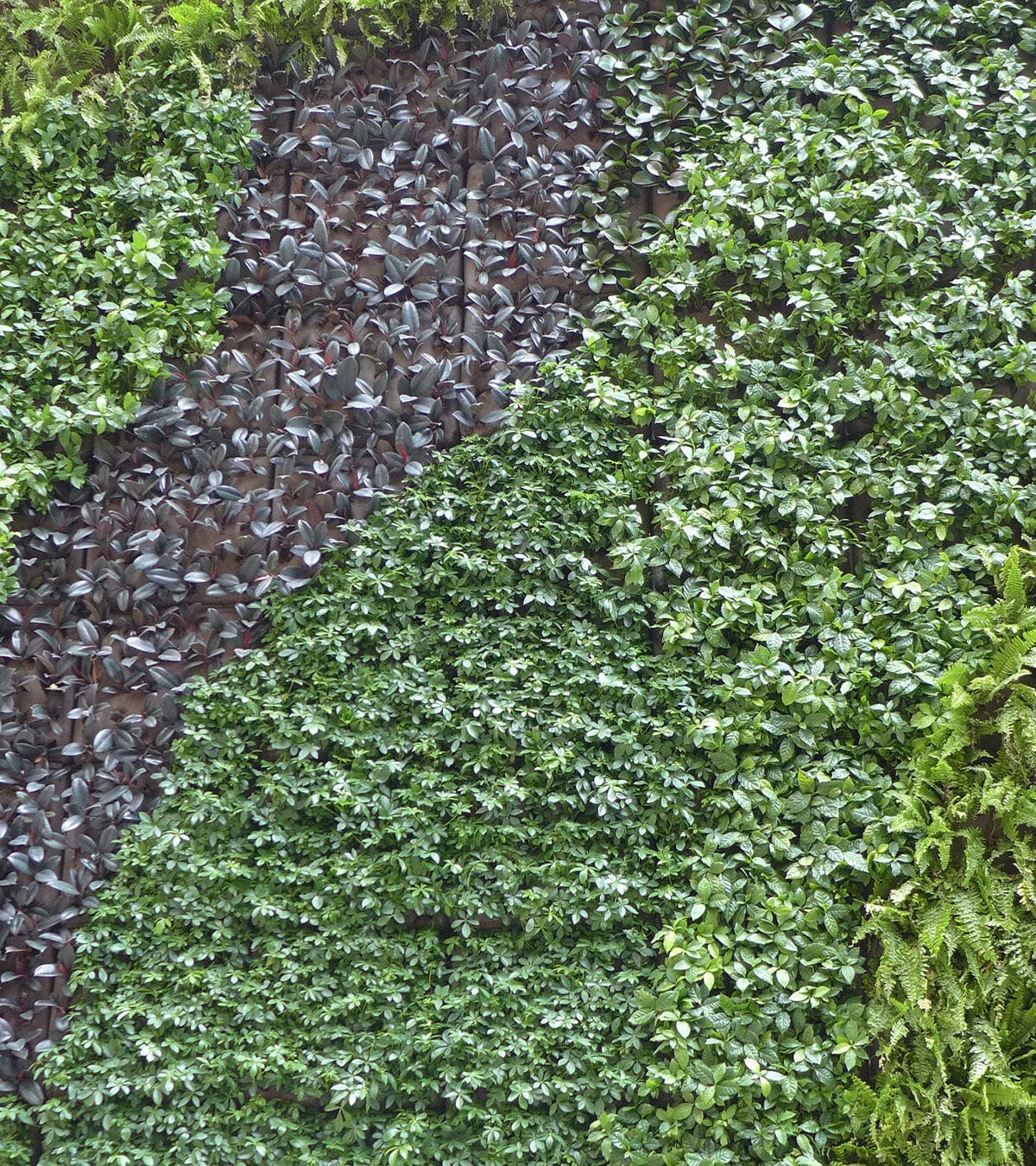 Sempergreen living wall HK Indigo Hotel wall