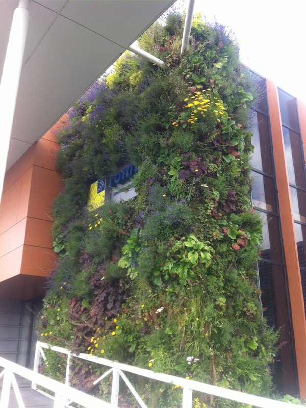 Sempergreen living wall Roma Raamsdonksveer wall