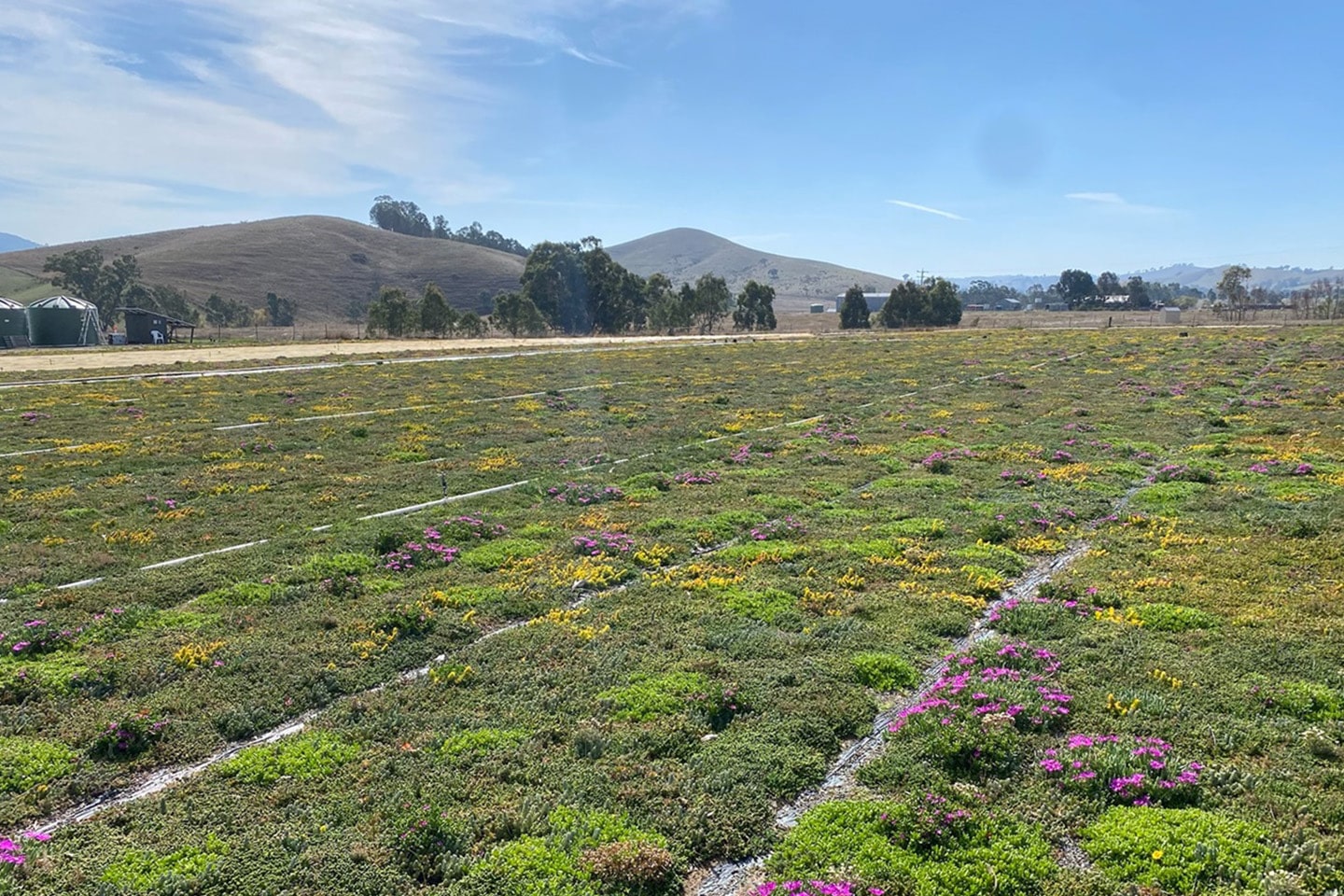 Sempergreen se expande a Australia