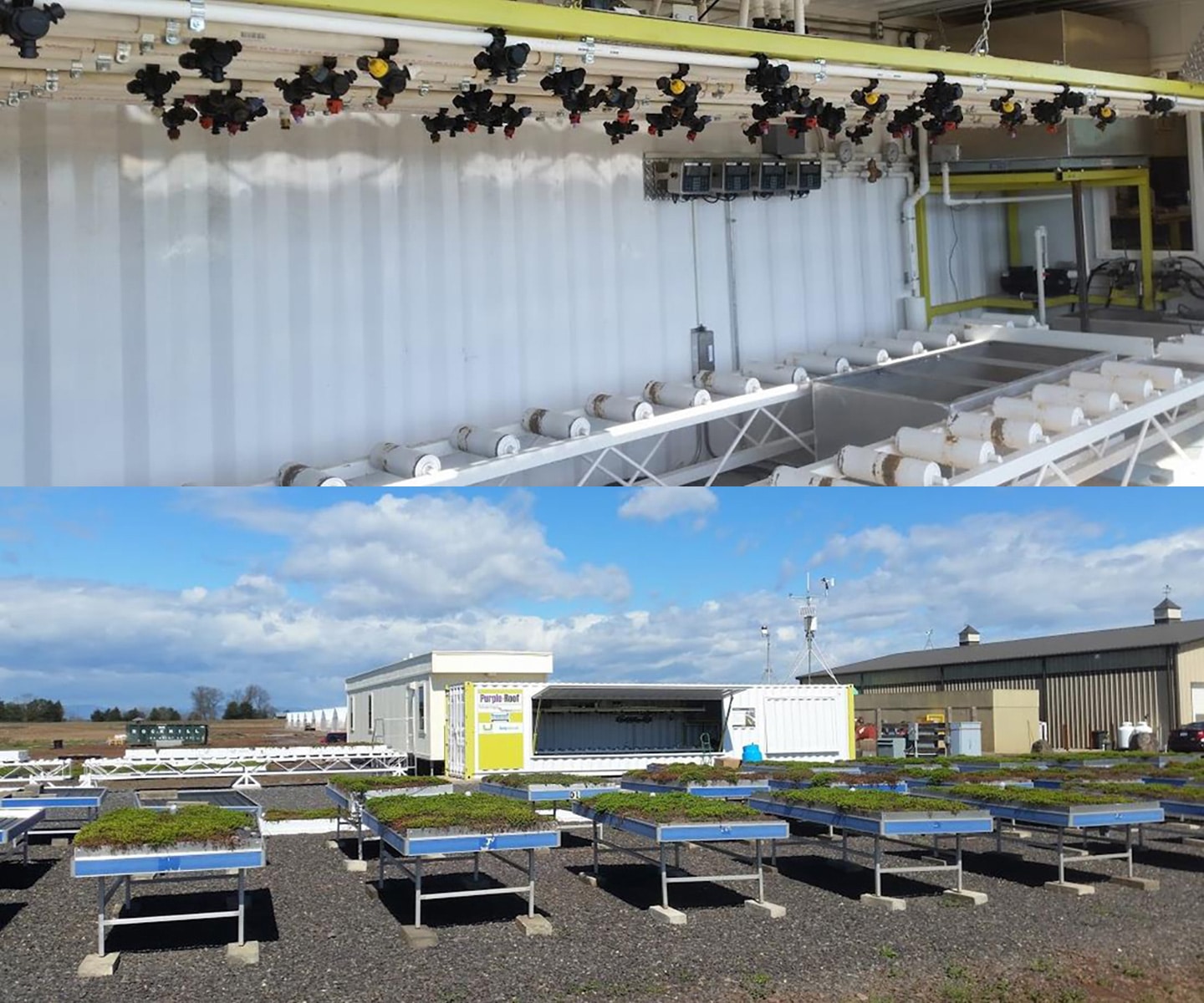 Laboratorio Sempergreen Purple Roof