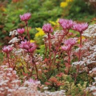 Sempergreen Sedummixmat in bloei