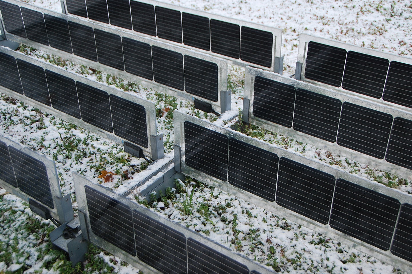 Techos verdes Sempergreen Solar, primer plano en invierno