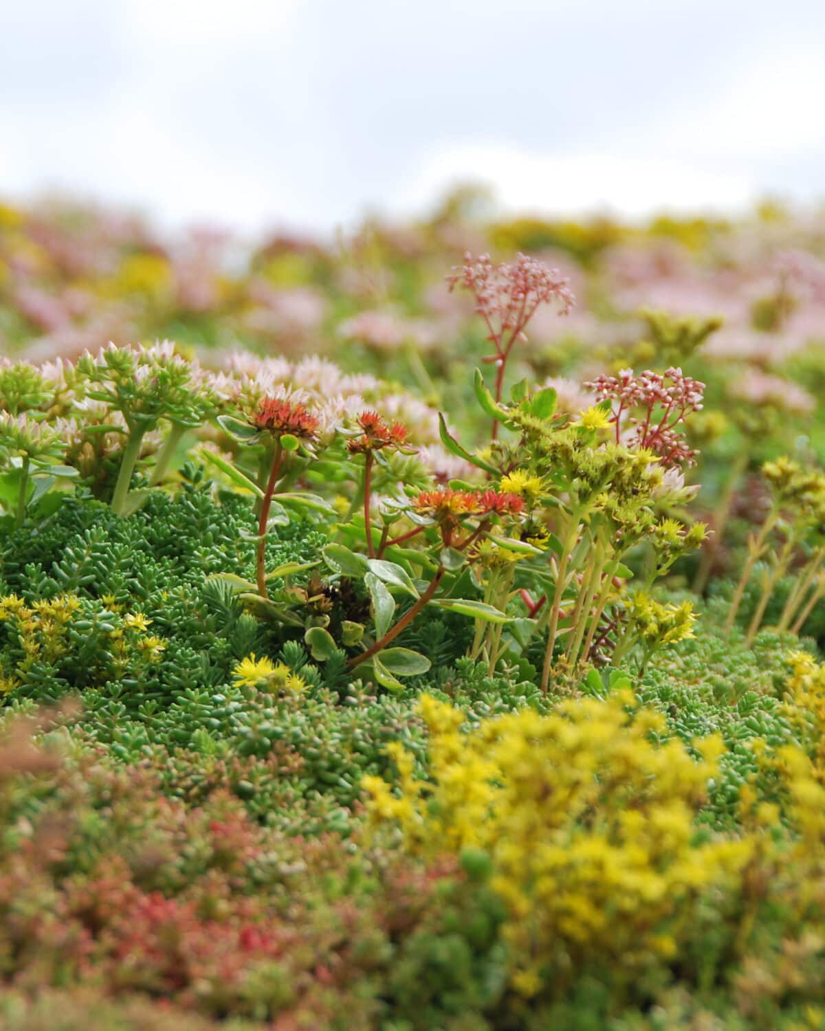 Blooming Sedum plants