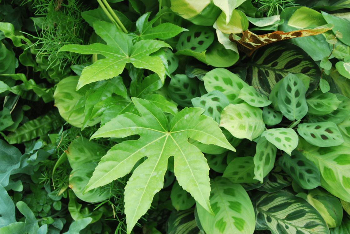 Plantas de interior SemperGreenwall